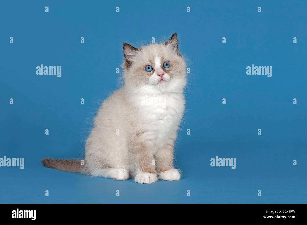 Seal mitted ragdoll cat hi-res stock photography and images - Alamy