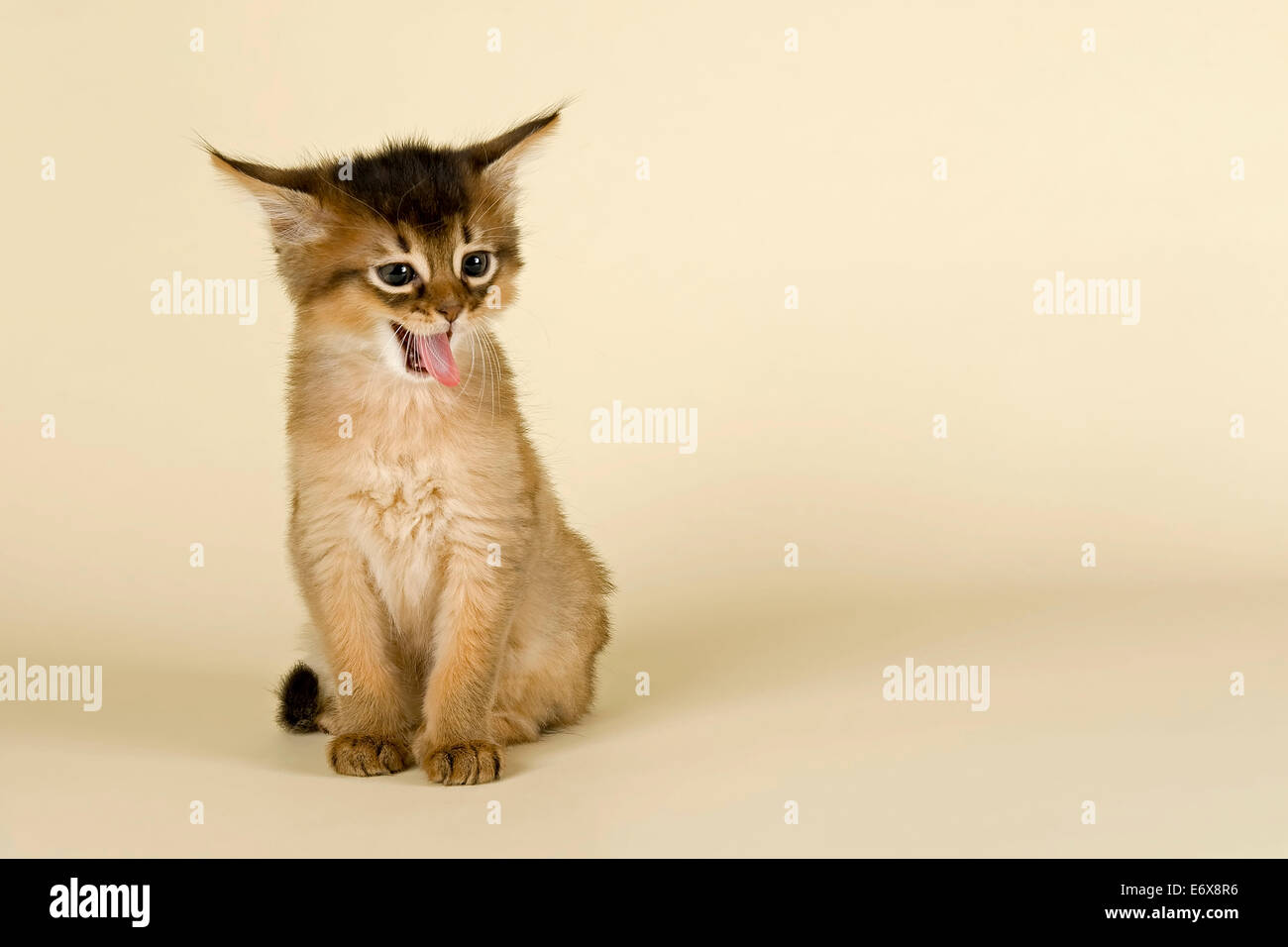 Somali kitten, tawny Stock Photo - Alamy