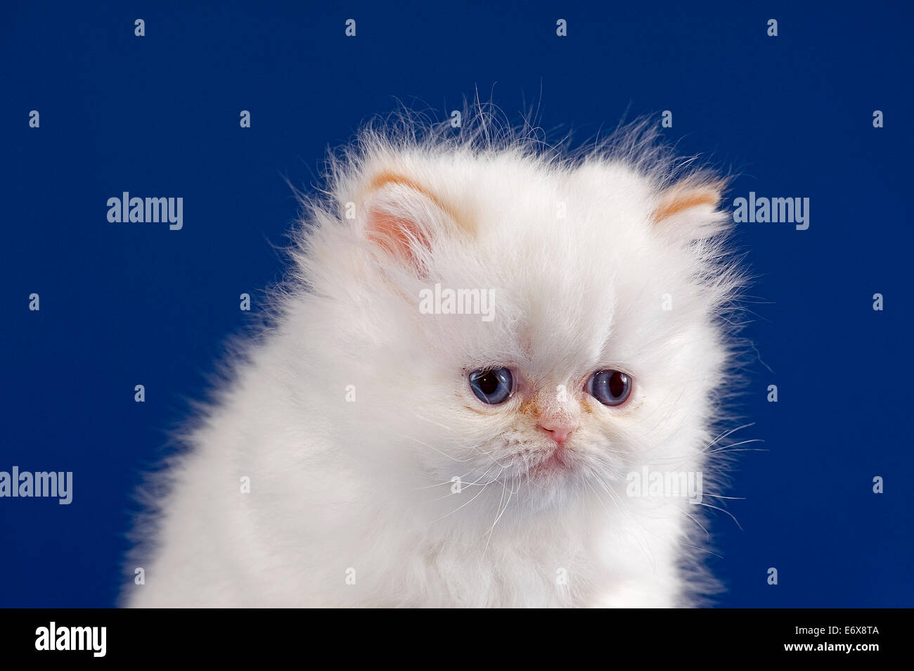 8 week hotsell old persian kitten