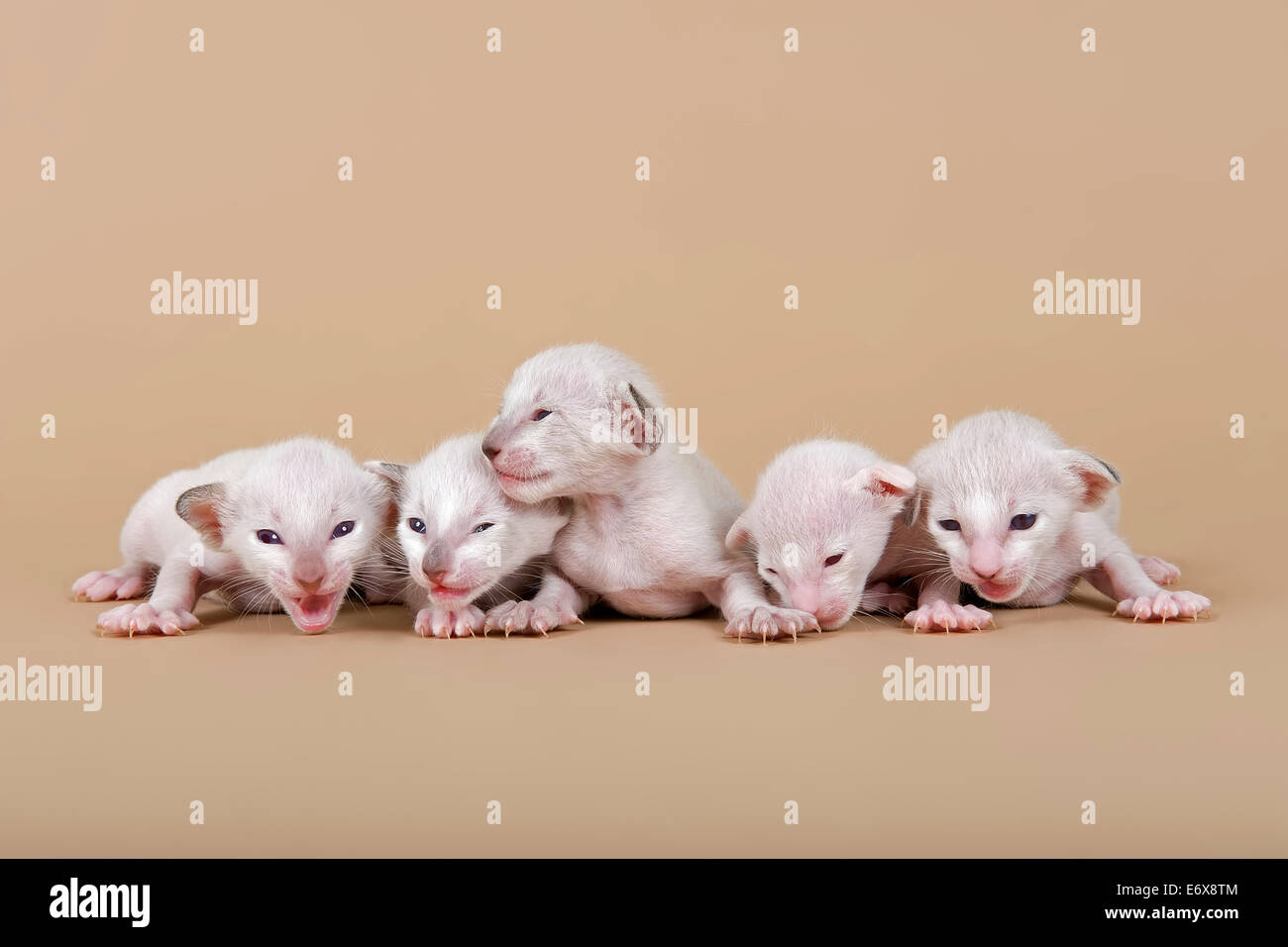 Siamese kitten, 2 weeks Stock Photo