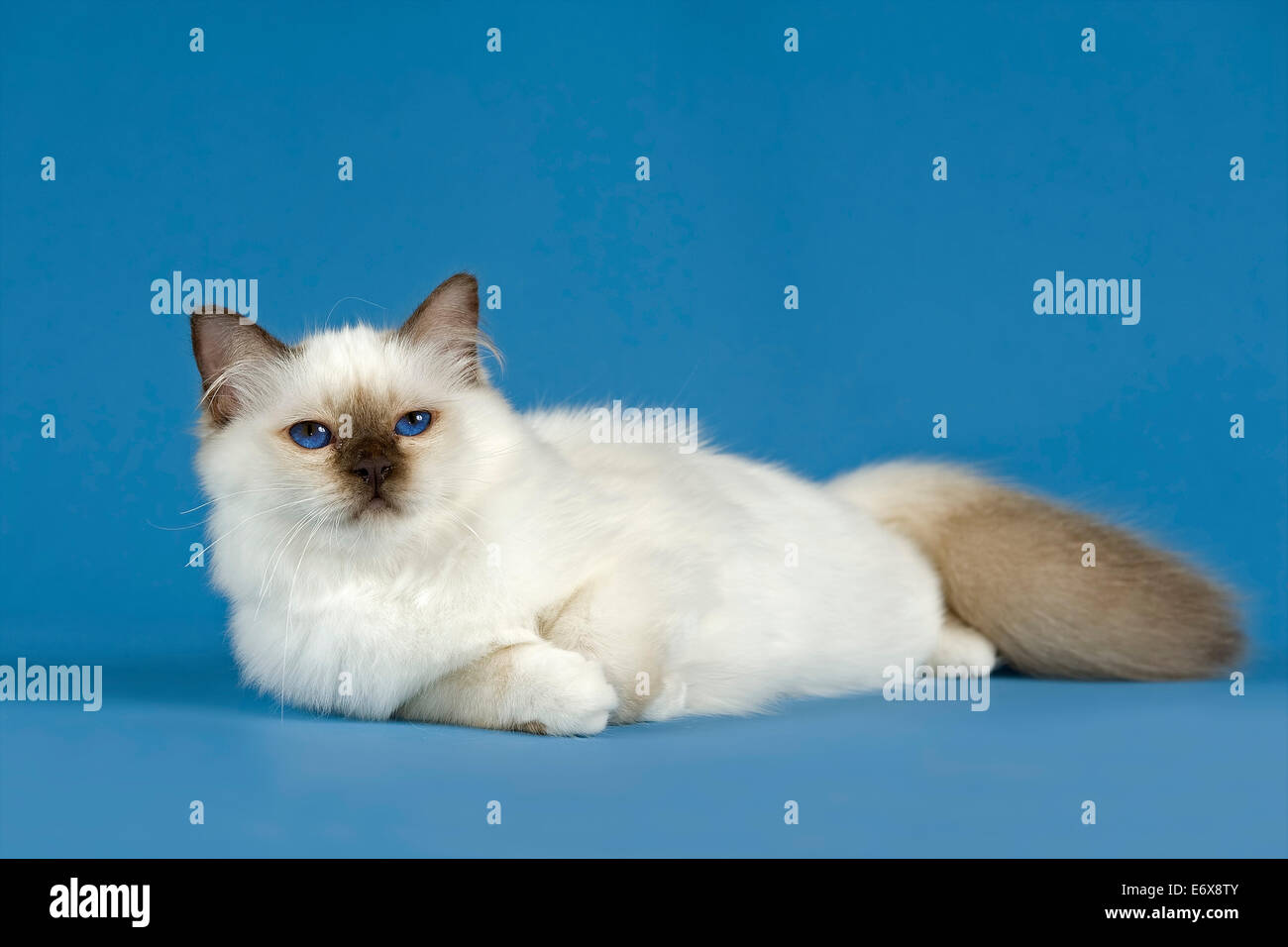 Birman Cat, kitten, part albino, point coloration Stock Photo - Alamy