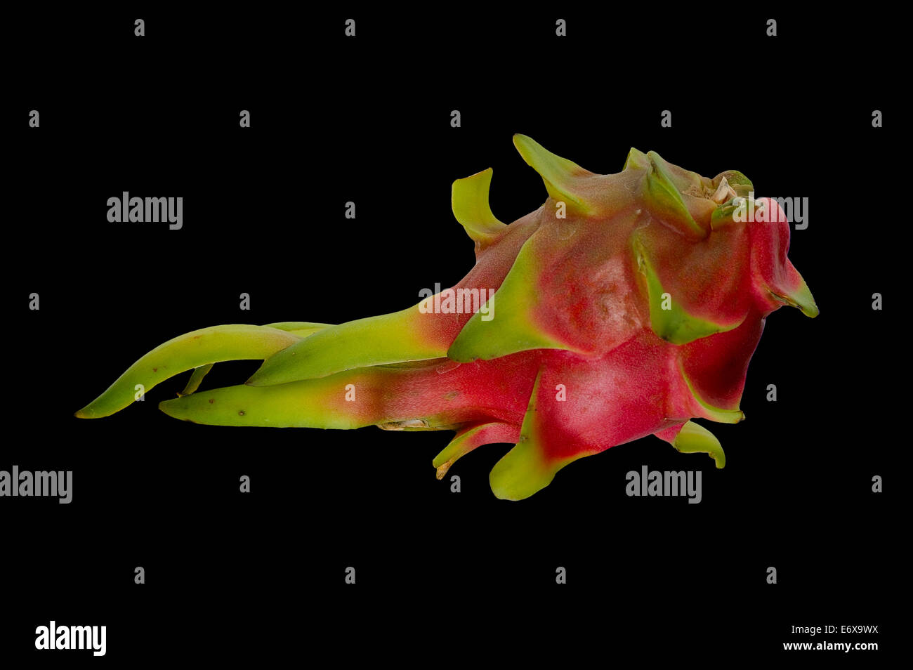 Pitahaya or Dragon Fruit (Hylocereus undatus) Stock Photo