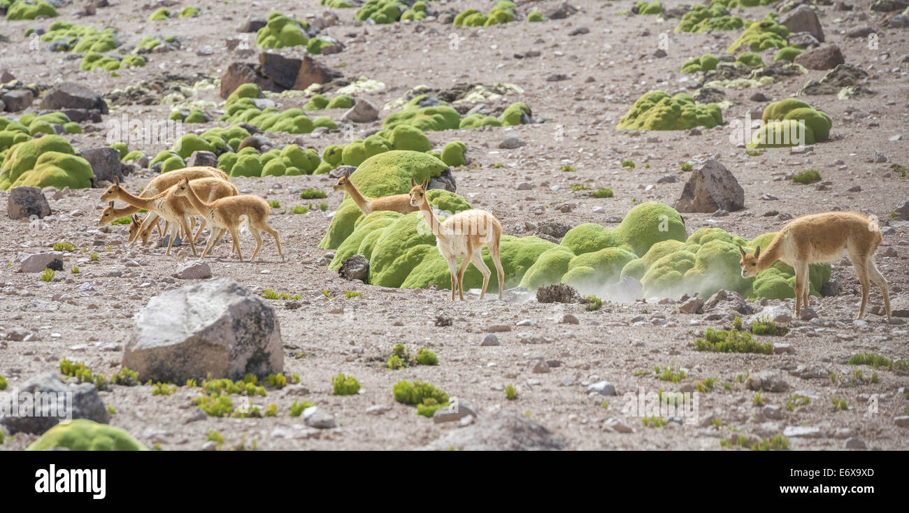 Vicuñas or Vicugnas (Vicugna vicugna) with Yareta or Llareta cushion plants (Azorella compacta) at the back Stock Photo