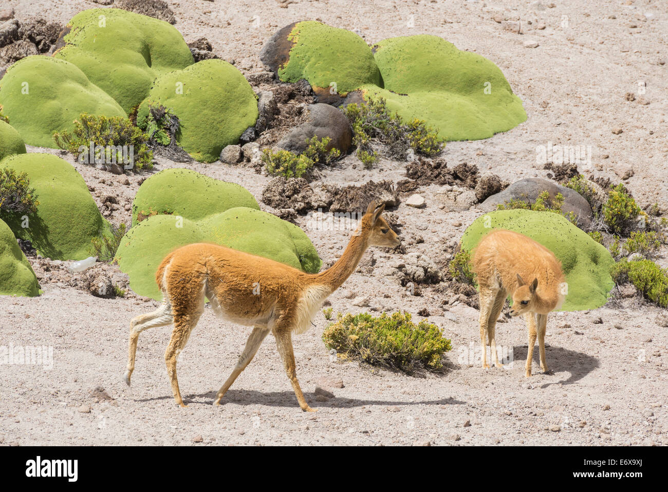 Vicuñas or Vicugnas (Vicugna vicugna) with Yareta or Llareta cushion plants (Azorella compacta), Arica y Parinacota Region Stock Photo