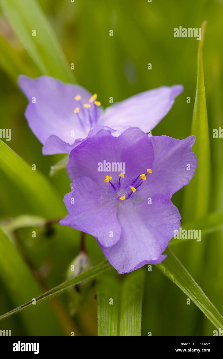 Tradescantia flower. Spiderwort in an English garden. Stock Photo