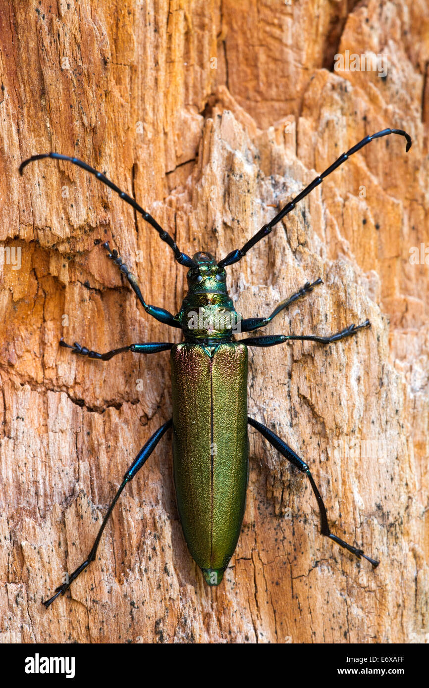 Musk Beetle (Aromia moschata), Tyrol, Austria Stock Photo - Alamy