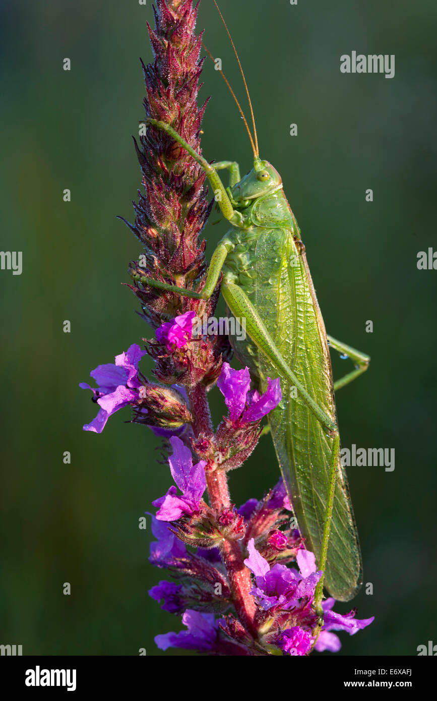 Great Green Bush-Cricket (Tettigonia viridissima), Burgenland, Austria Stock Photo