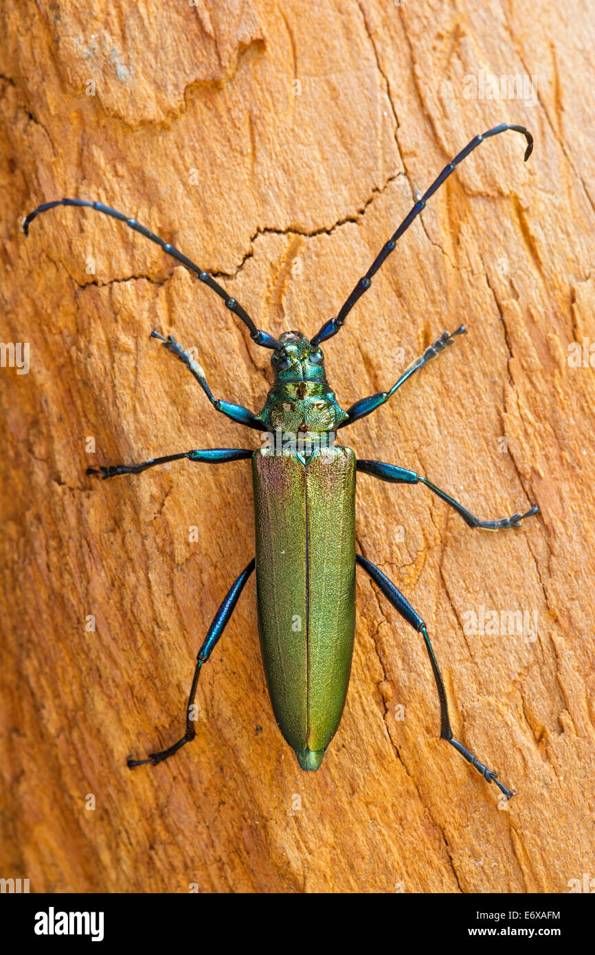 Musk Beetle (Aromia moschata), Tyrol, Austria Stock Photo