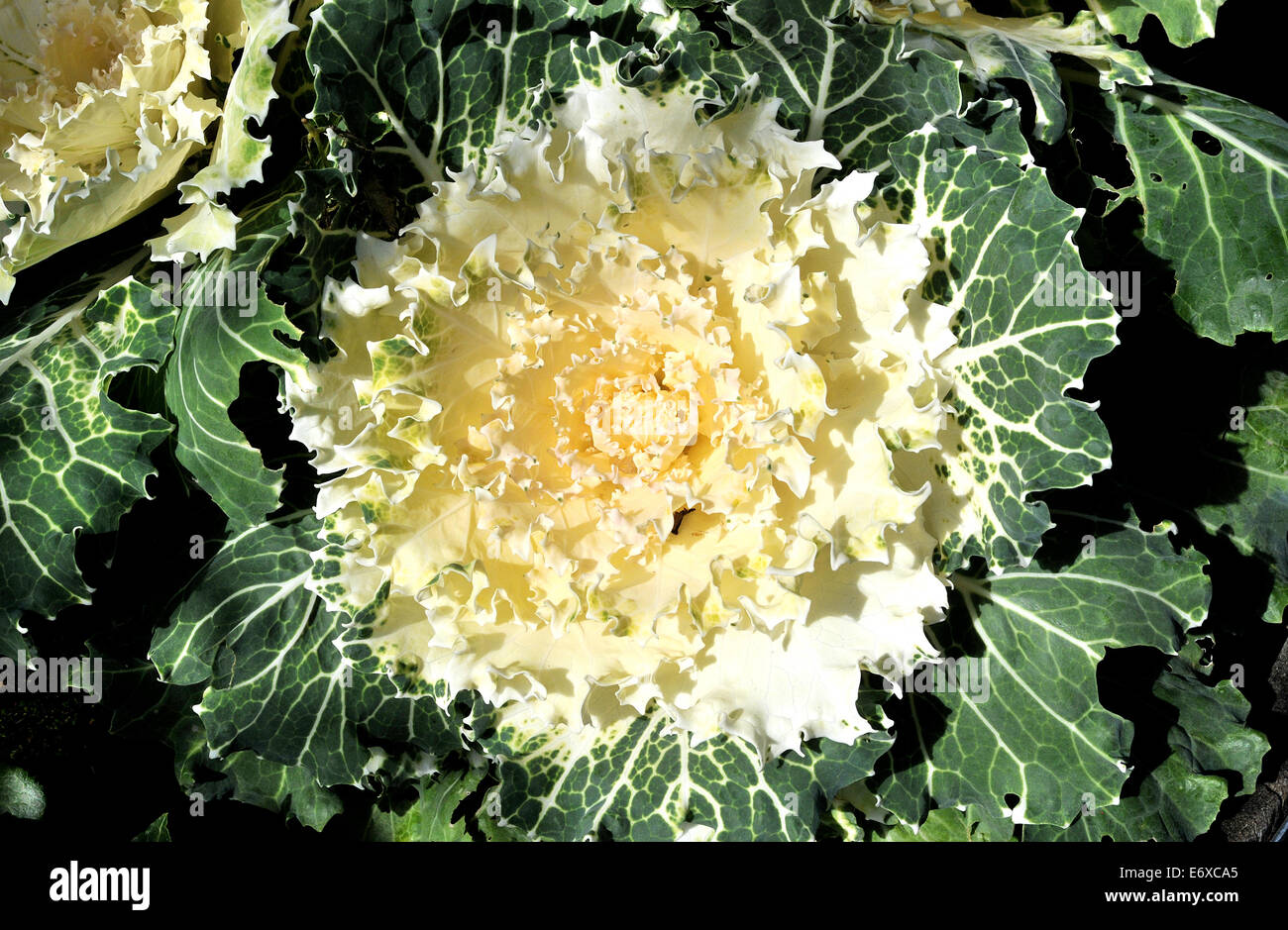 Cabbagehead hires stock photography and images Alamy