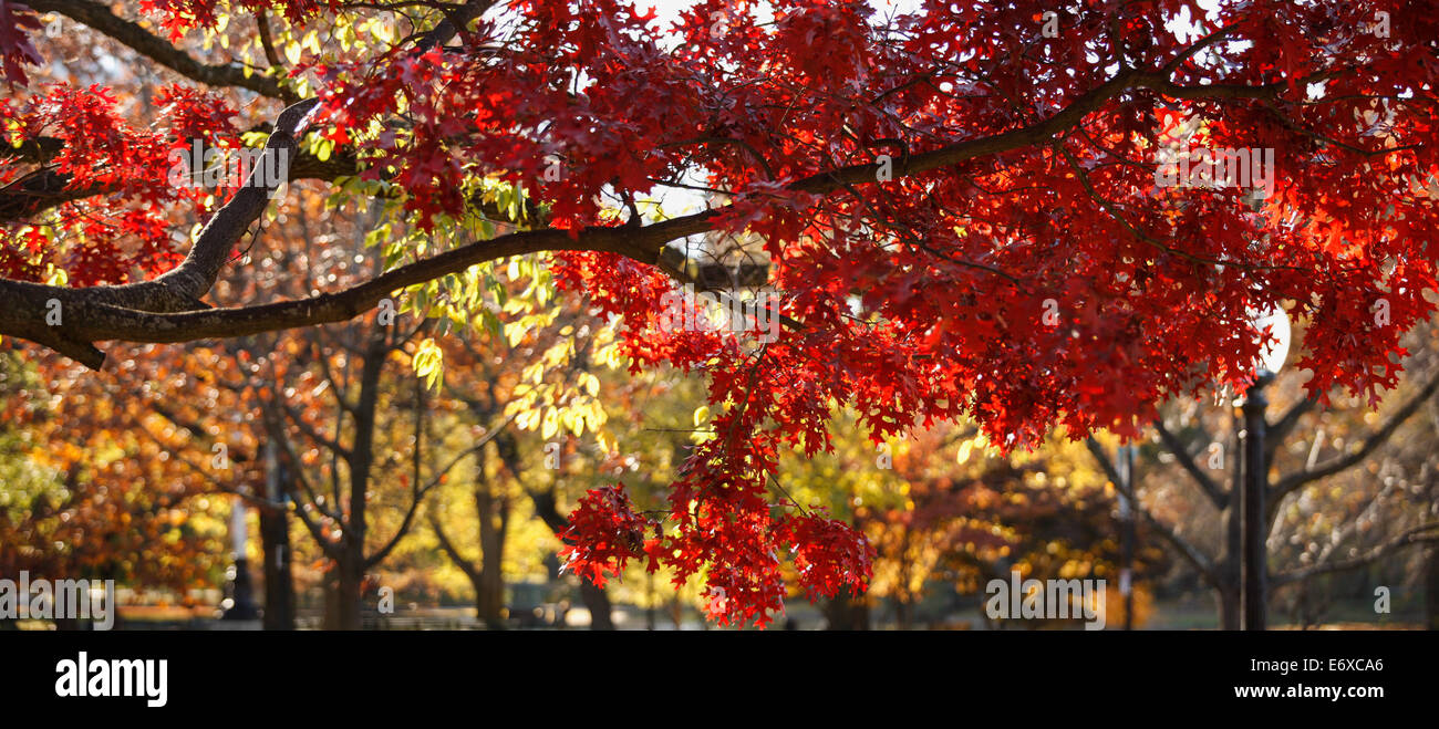 Boston Common in the fall, Boston, Massachusetts, USA Stock Photo - Alamy