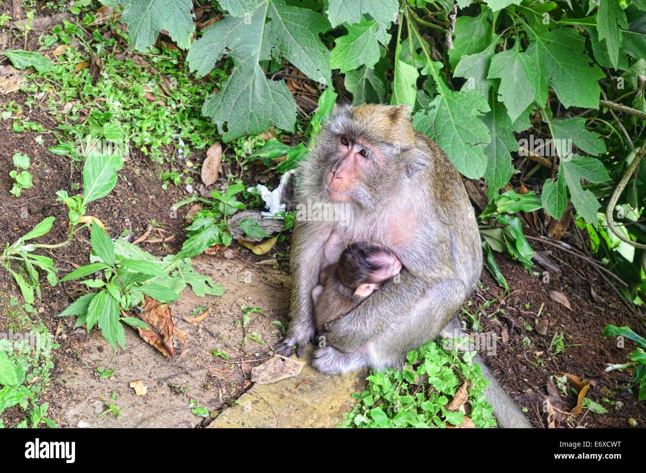 Mama monkey is breastfeeding her kid Stock Photo