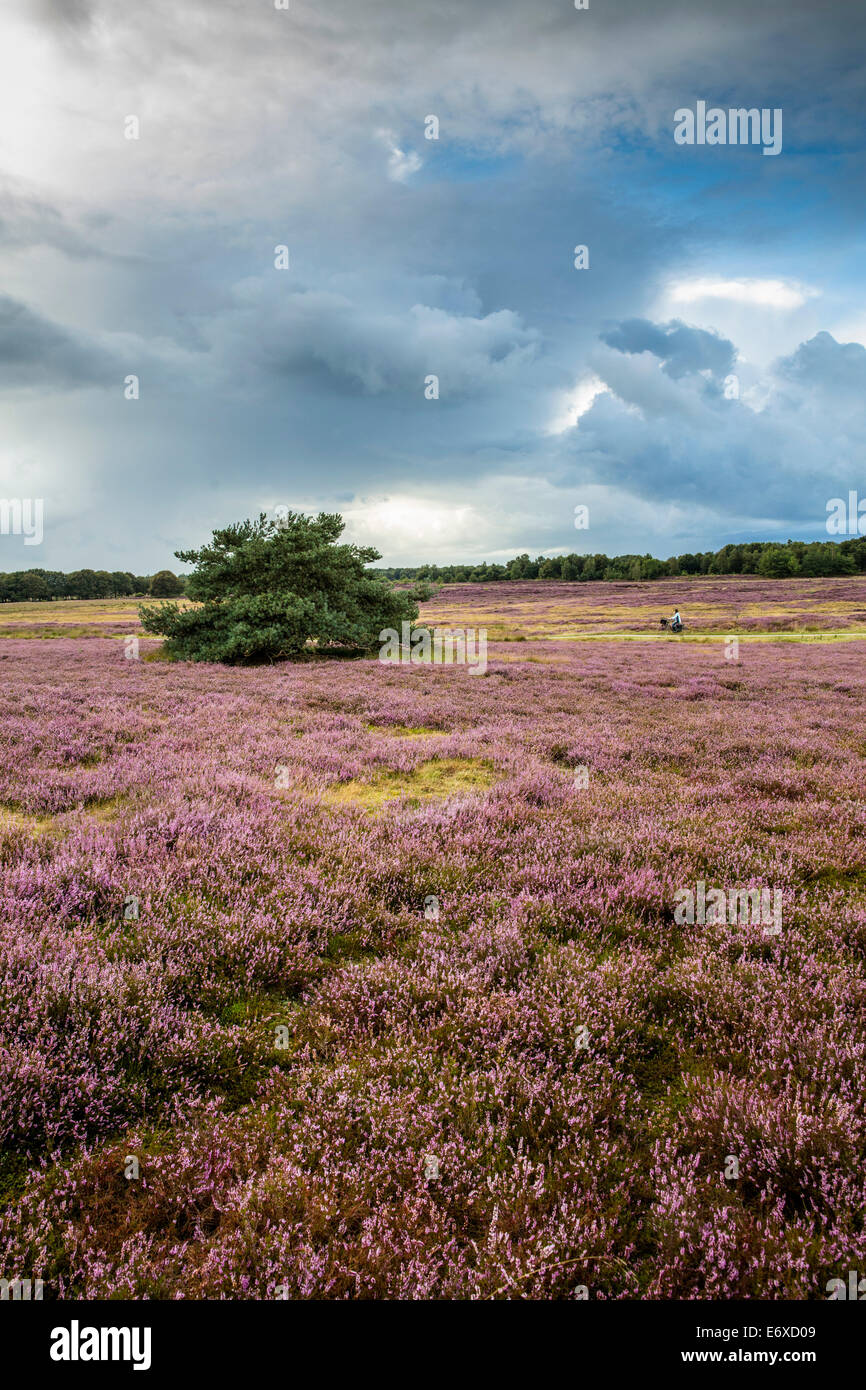 Netherlands, Havelte, Flowering heathland or moorland called Holtingerveld Heide. Cyclist. Woman Stock Photo