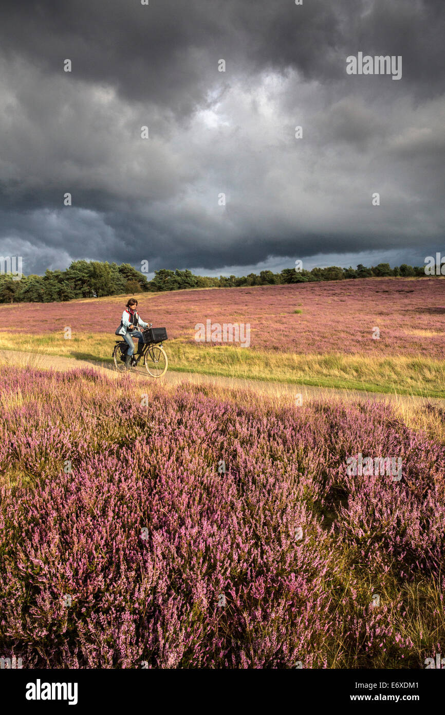 Netherlands, Havelte, Flowering heathland or moorland called Holtingerveld Heide. Cyclist. Woman Stock Photo