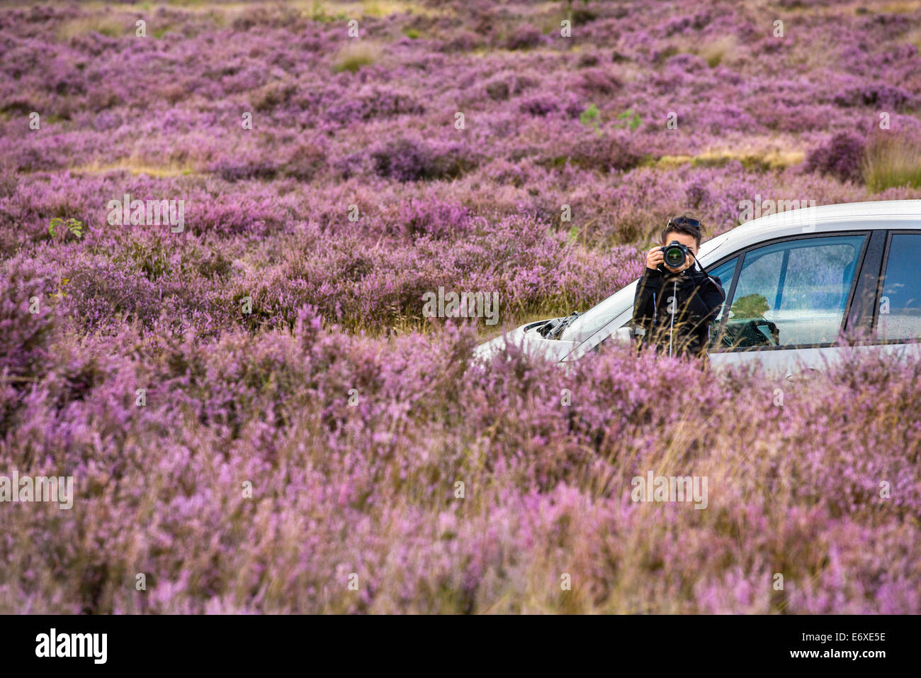 Netherlands, Havelte, Flowering heathland or moorland called Holtingerveld Heide. Woman takes picture of flowering heath Stock Photo