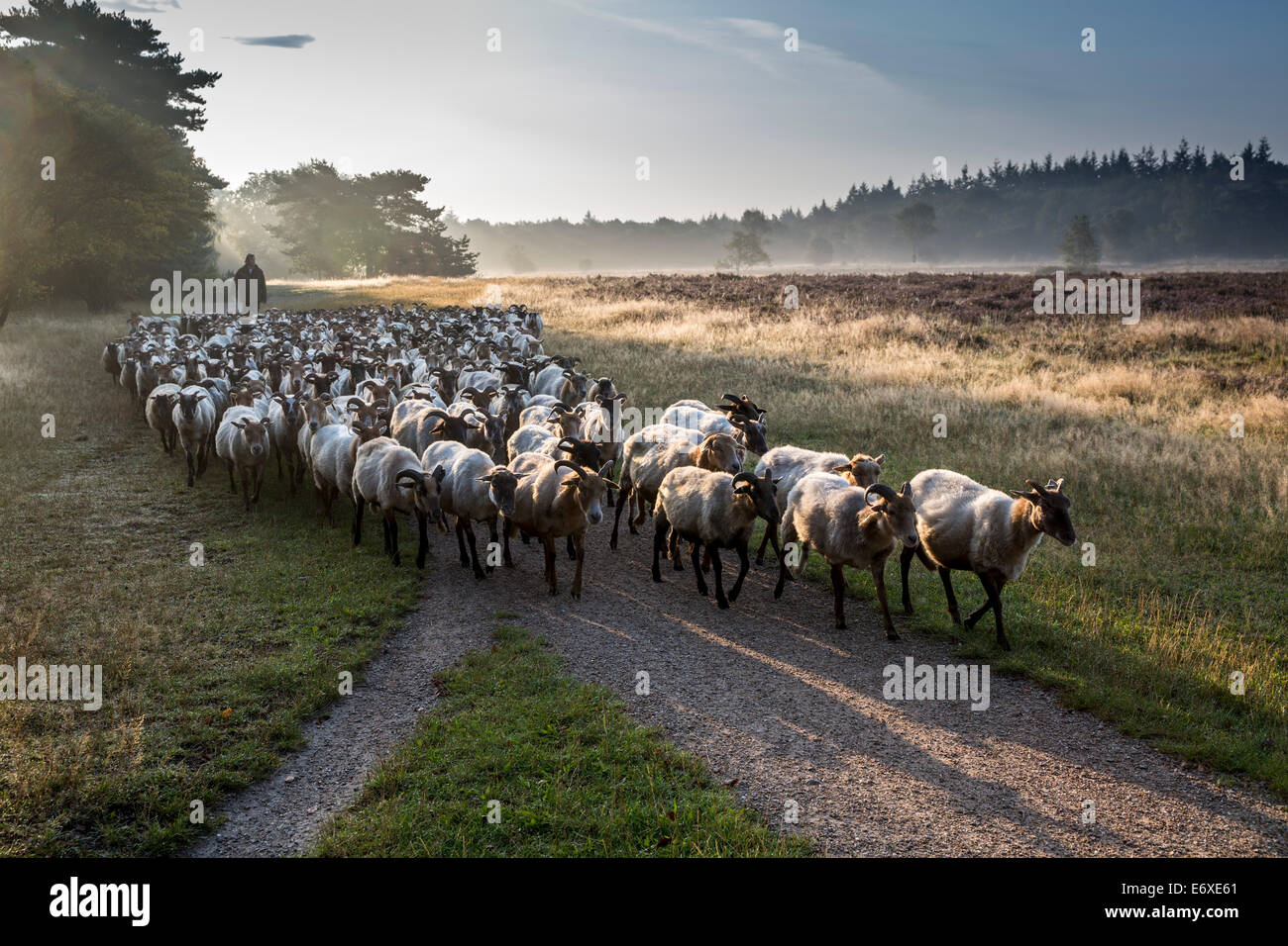 Netherlands, Bussum, Heathland or moorland called Fransche Kampheide. Sheep herd and shepherd Stock Photo