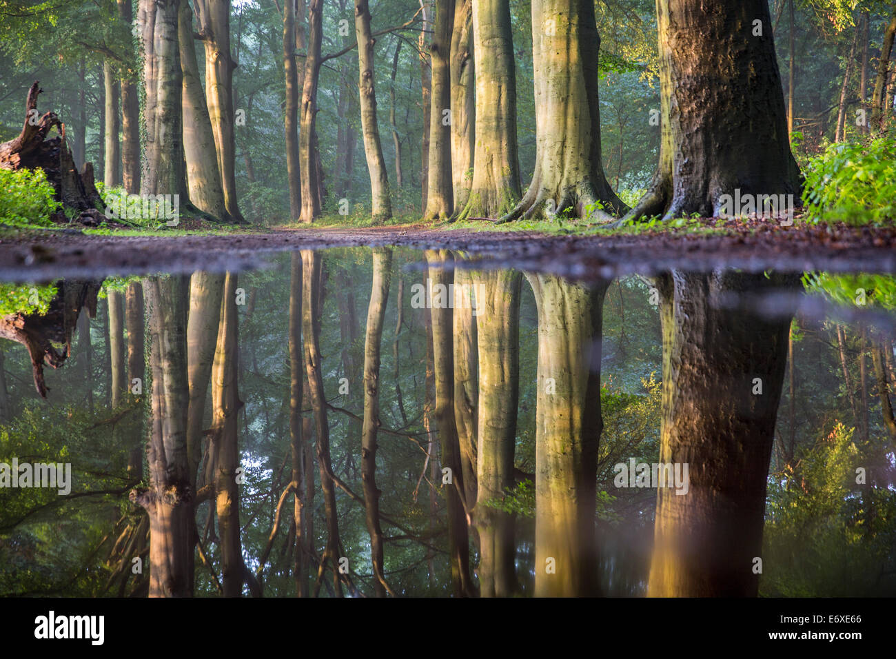 Netherlands, 's-Graveland, Rural estate called Spanderswoud. Forest. Reflection of beech trees Stock Photo