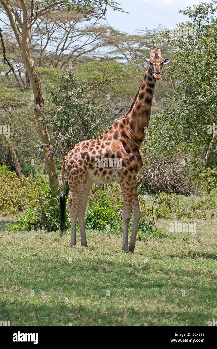 Rothschild’s Giraffe in acacia woodland in Lake Nakuru National Park Kenya East Africa  ROTHSCHILD’S GIRAFFE ACACIA LAKE NAKURU Stock Photo