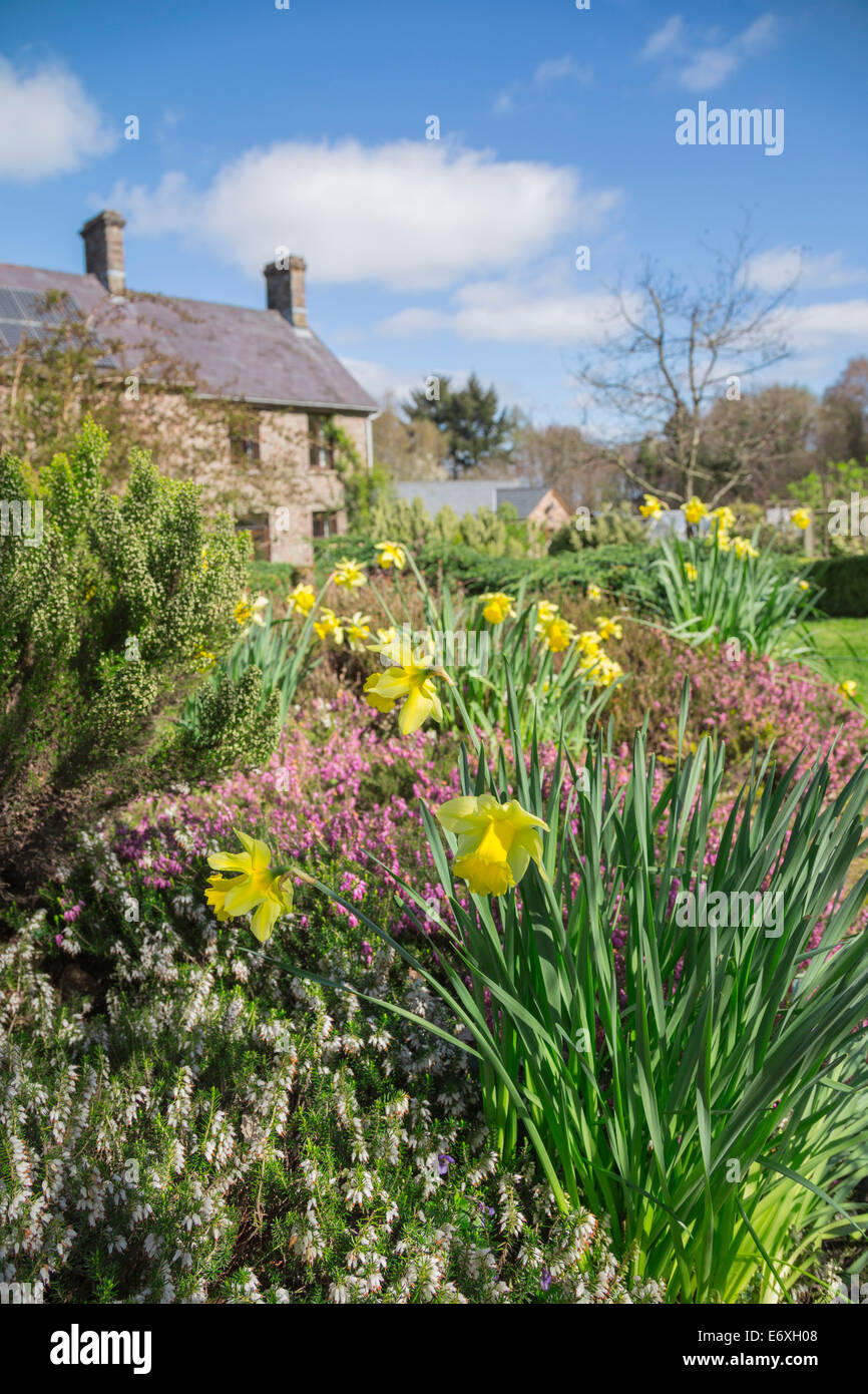 Daffodils growing in a cottage garden. Stock Photo