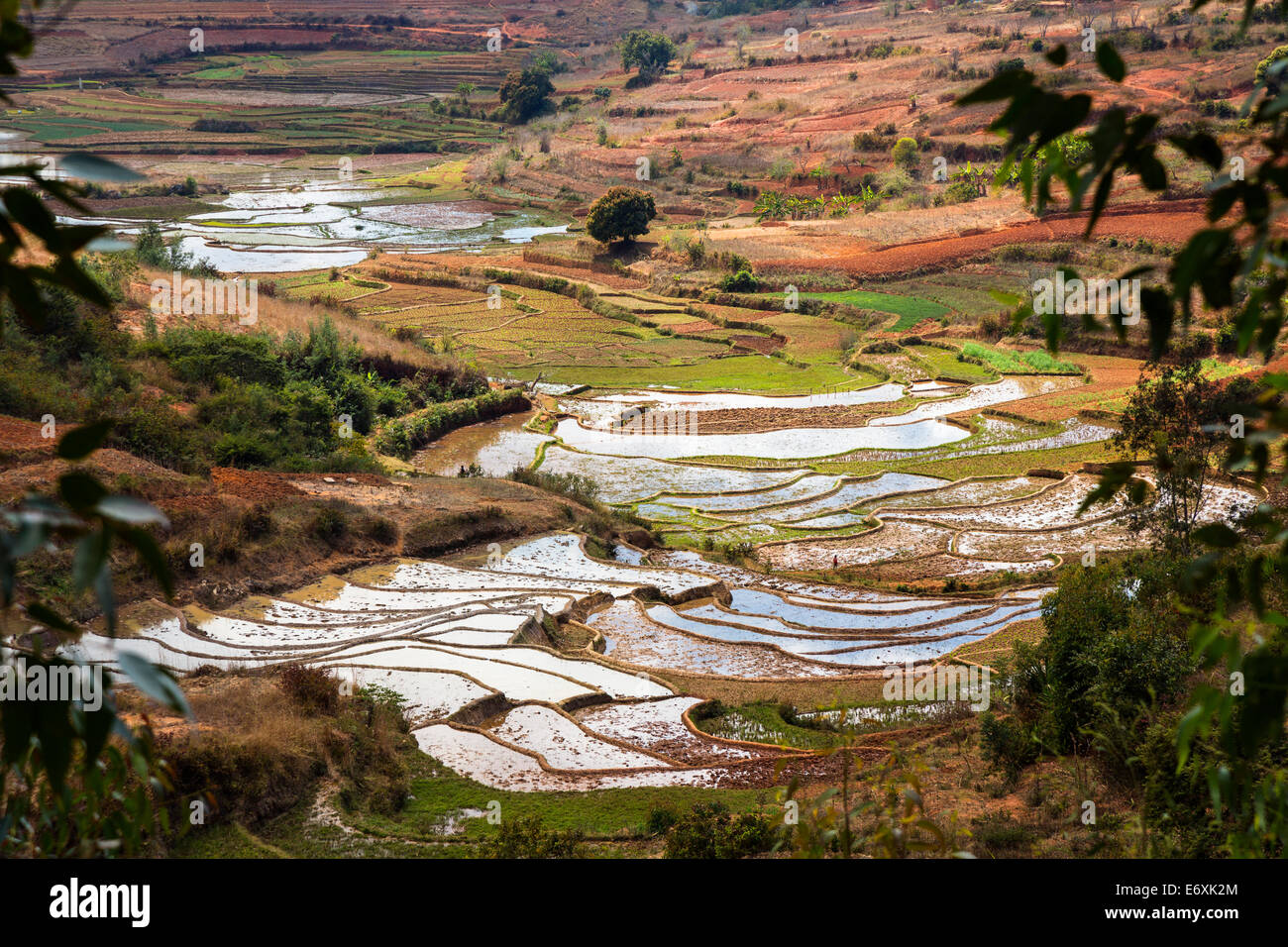 Rice terraces, paddyfields near Ambohimahasoa, highlands, Madagascar, Africa Stock Photo