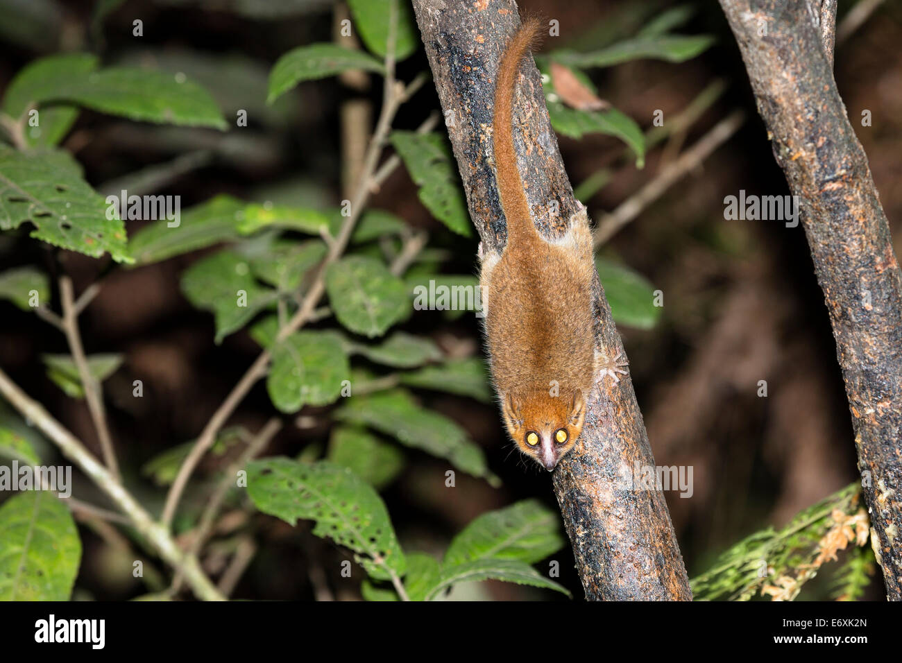 Rufous Mouse Lemur, Microcebus rufus, rainforest, Ranomafana National Park, East Madagascar, Africa Stock Photo