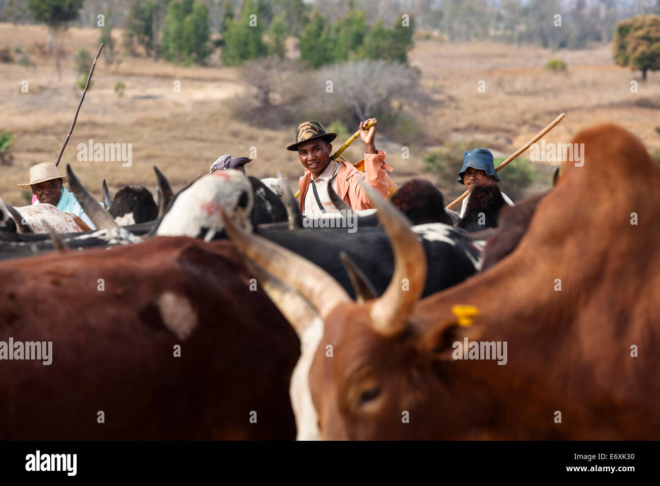 Zebu herd in the highlands near Ambavalao, Madagascar, Africa Stock Photo