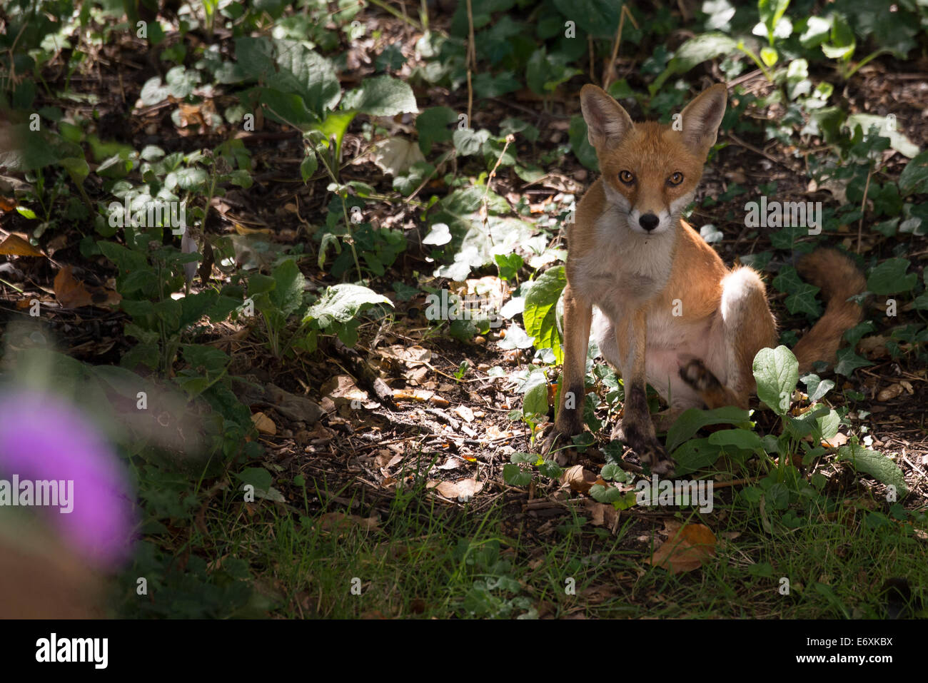 A very healthy looking urban fox making an appearance on a summers day in a London garden Stock Photo