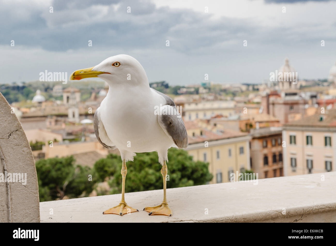 seagull in the city, gray sky Stock Photo