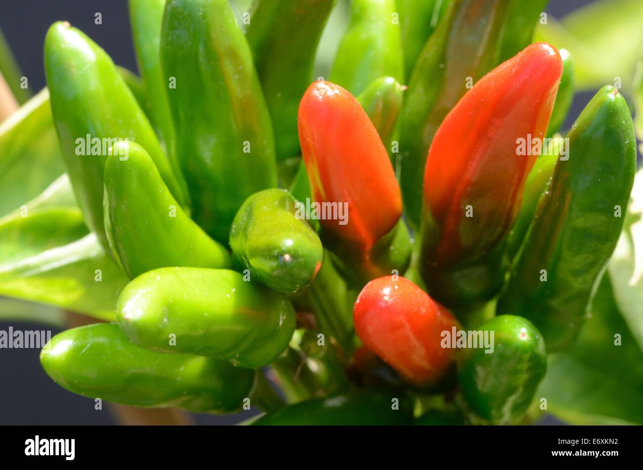 Red And Green Chilli Growing In A Bunch Stock Photo - Alamy