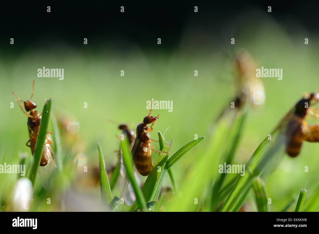 Macro Shot Of A Flying Ants In Grass Stock Photo Alamy