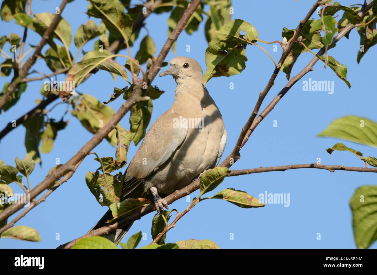 Juvenile Collared Dove Sat In A Tree Stock Photo
