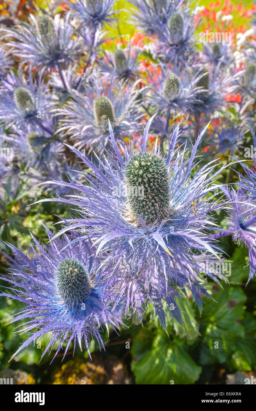 Beautiful blue thistle flowers in the Scottish summer garden Stock