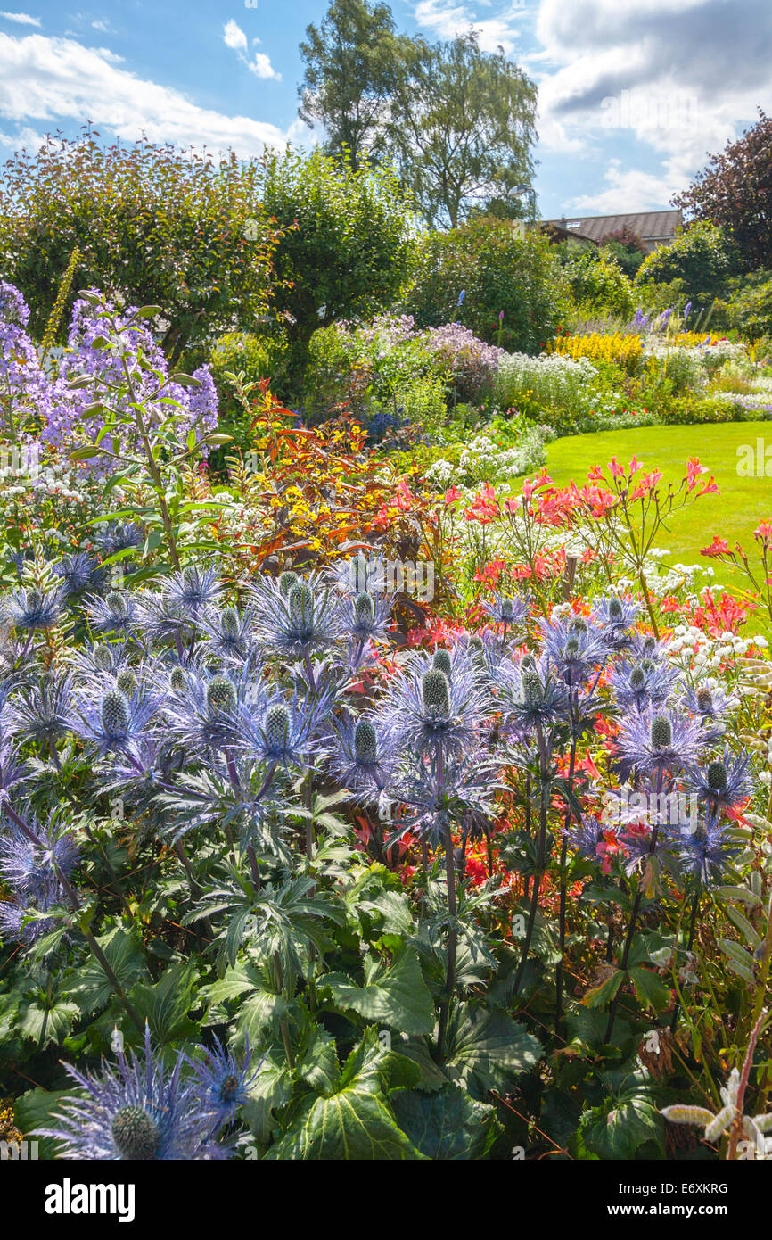 Beautiful blue thistle flowers in the Scottish summer garden Stock