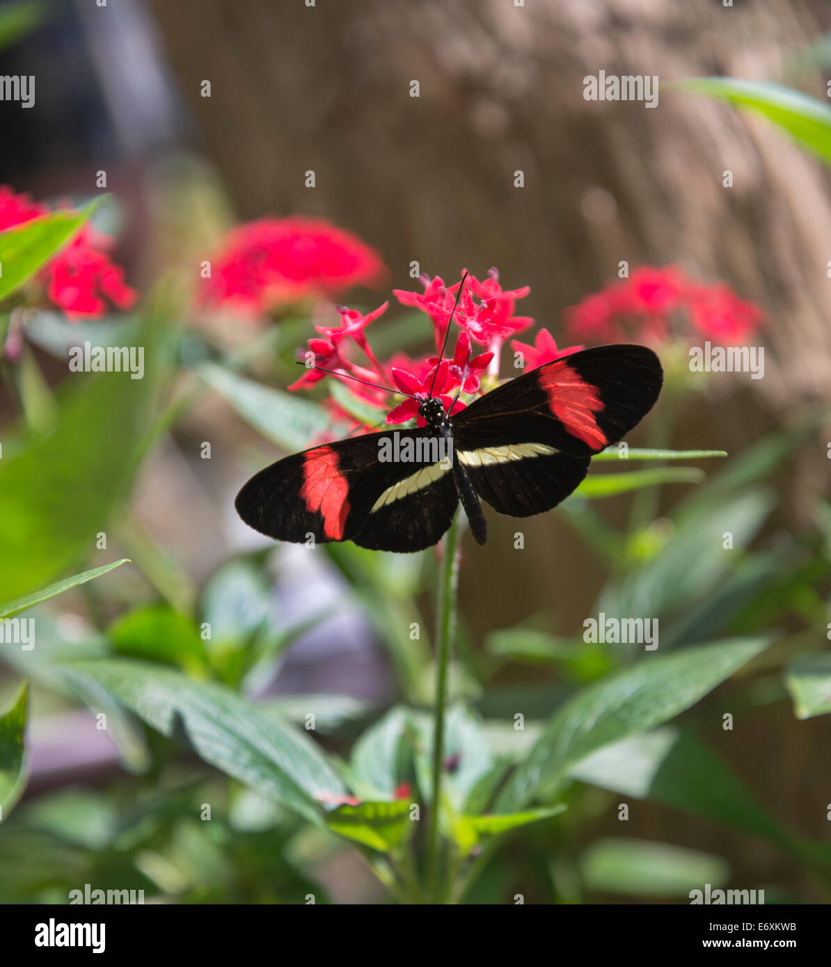 Butterfly World Florida High Resolution Stock Photography And Images Alamy