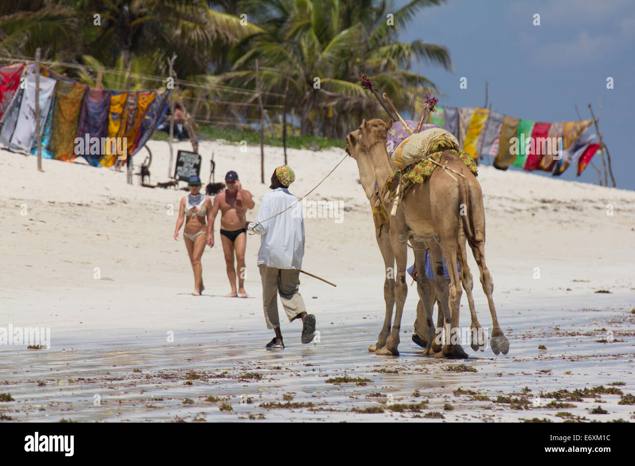 Arab man walking camels at Diani Beach near Mombasa, Kenya. Stock Photo