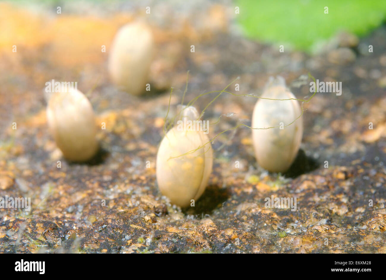 Eggs of fresh water snail, Lake Baikal, Siberia, Russian Federation
