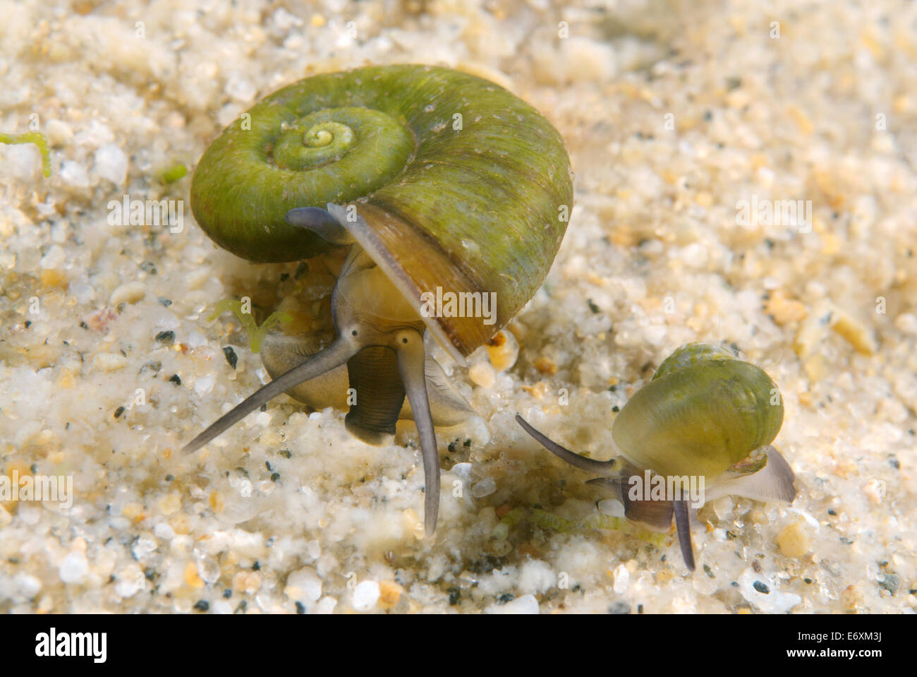 Great Ramshorn Snail (Planorbis planorbis), Lake Baikal, Siberia, Russian Federation, Eurasia Stock Photo