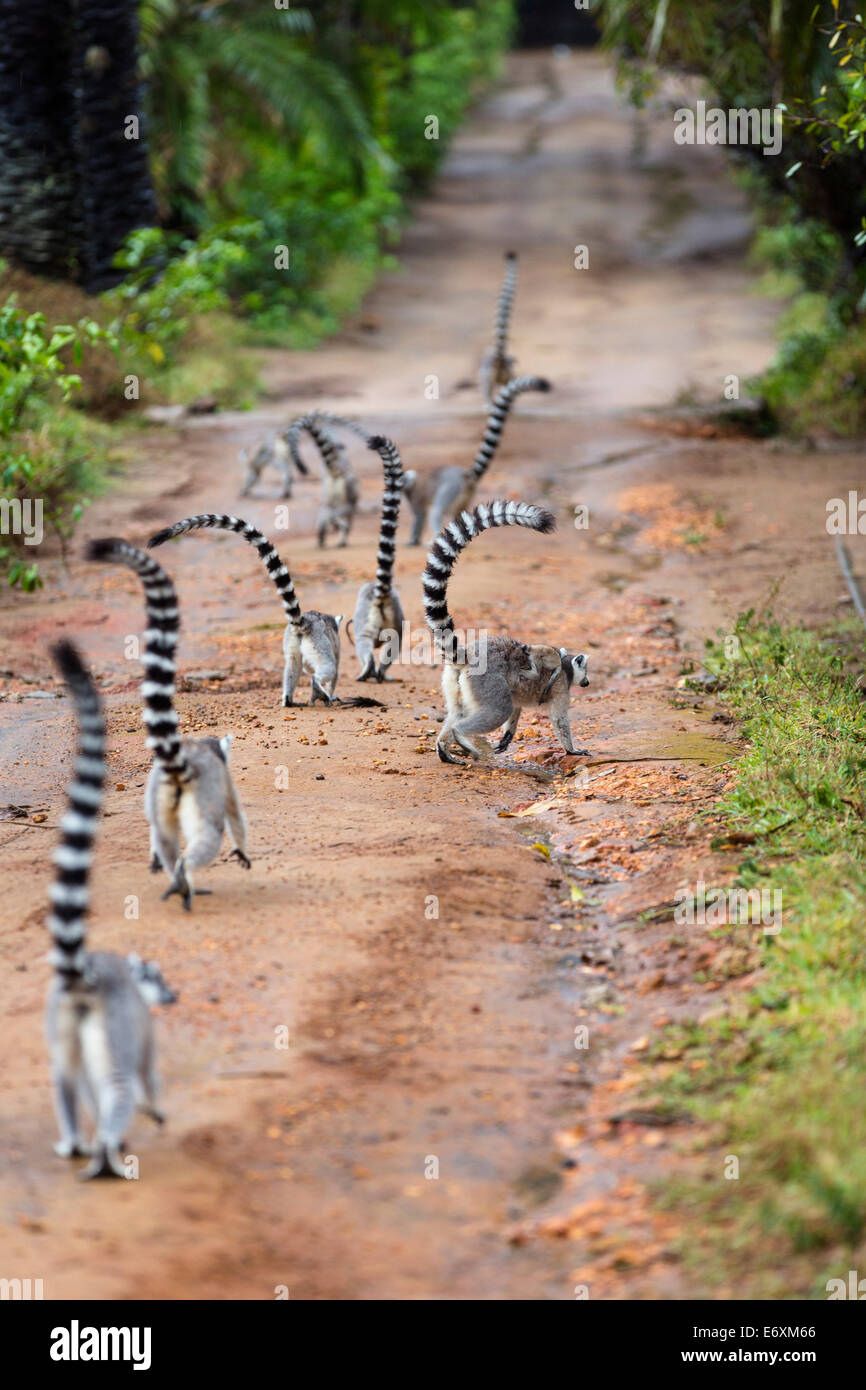 Ringtailed Lemurs, Lemur catta, Nahampoana Reserve, South Madagascar, Africa Stock Photo