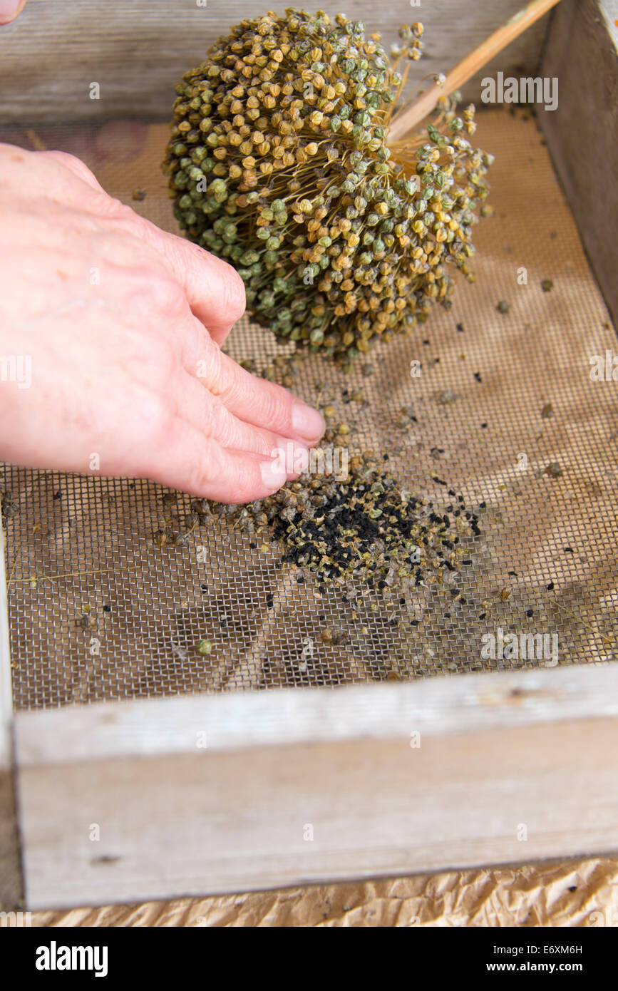 Removing chaff to save seeds from non hybrid leeks (Allium ampeloprasum var. porrum). England, UK. Stock Photo