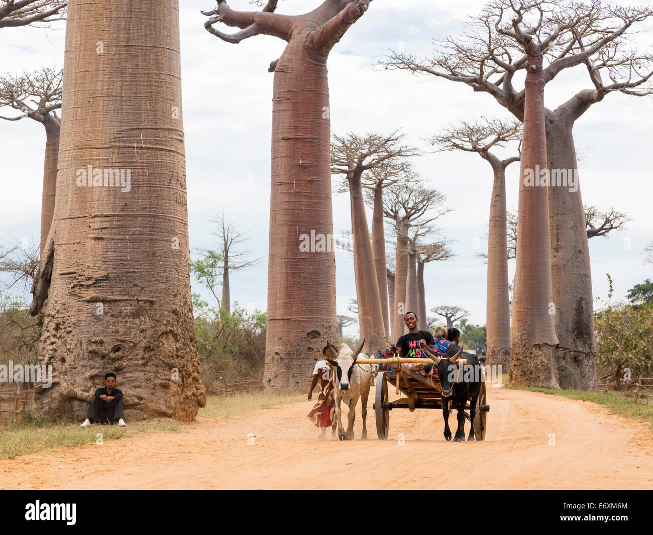 Oxcart on a Baobab alley near Morondava, Adansonia grandidieri, Madagascar, Africa Stock Photo