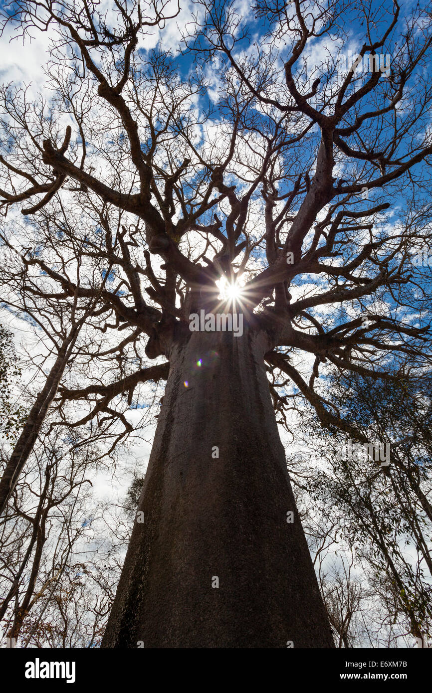 Holy Baobab, Adansonia grandidieri, West Madagascar, Africa Stock Photo