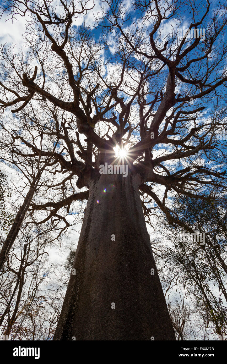 Adansonia grandidieri hi-res stock photography and images - Alamy