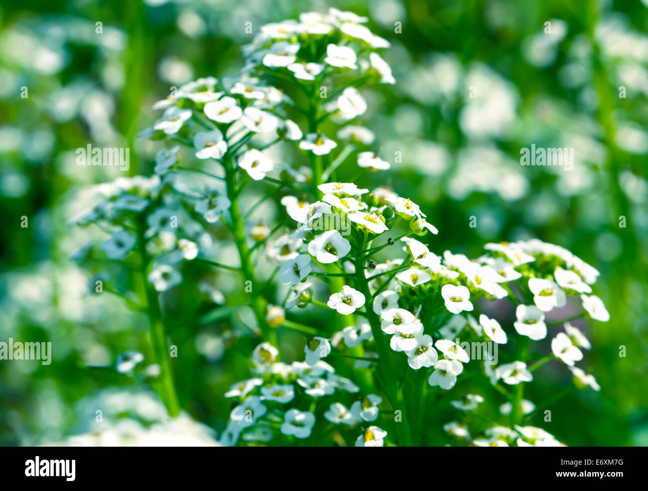 White alyssum hi-res stock photography and images - Alamy