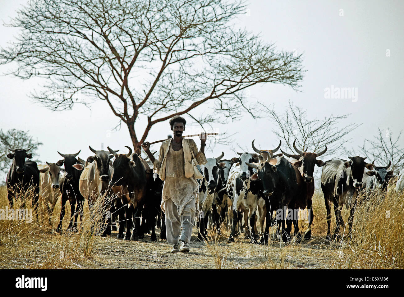 Cattle herdsman in East Sudan, Africa Stock Photo