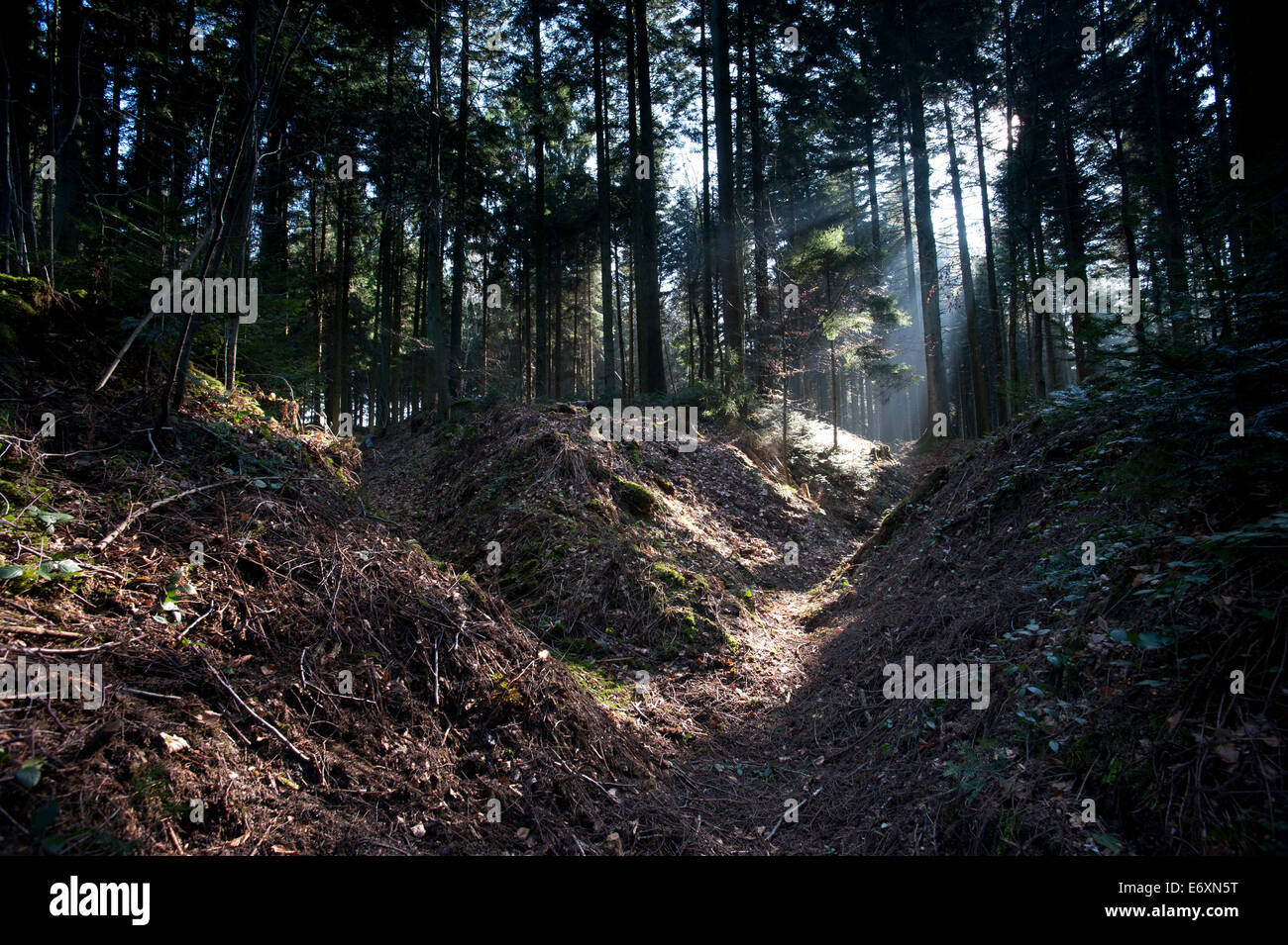 Argonne Forest WW1 Hill 285 - Meuse-Argonne Battlefield site, France 