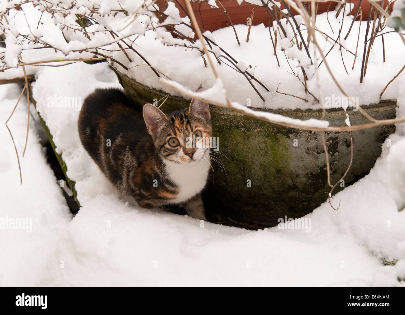 Young female tabby cross tortoiseshell cat in the snow Stock Photo