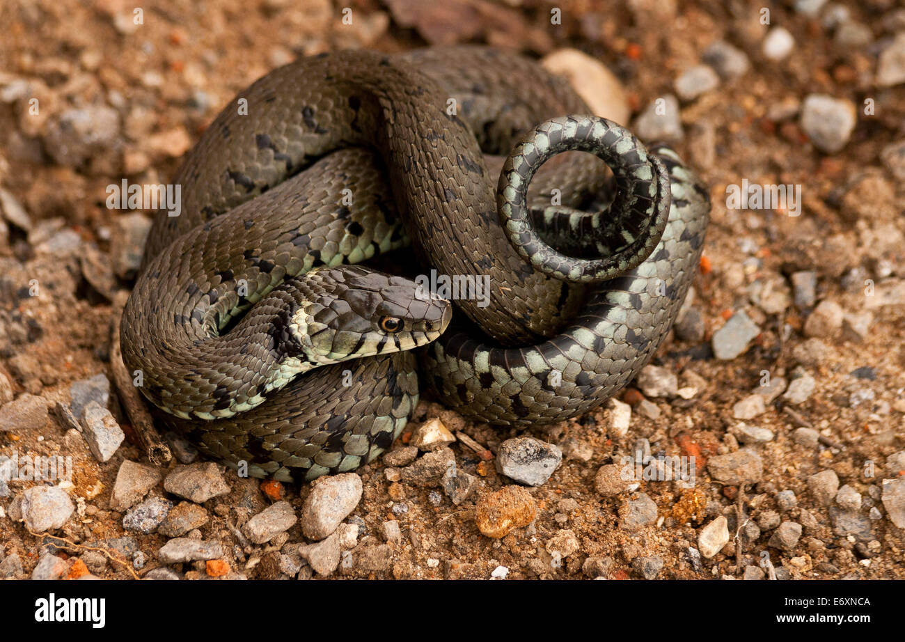A grass snake (Natrix natrix), of it coiled up, is a Eurasian non-venomous snake. It is often found near water and feeds almost Stock Photo