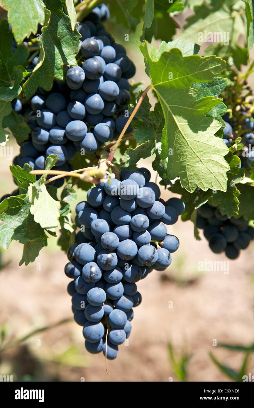 Wine grapes, Mendoza, Argentina Stock Photo Alamy