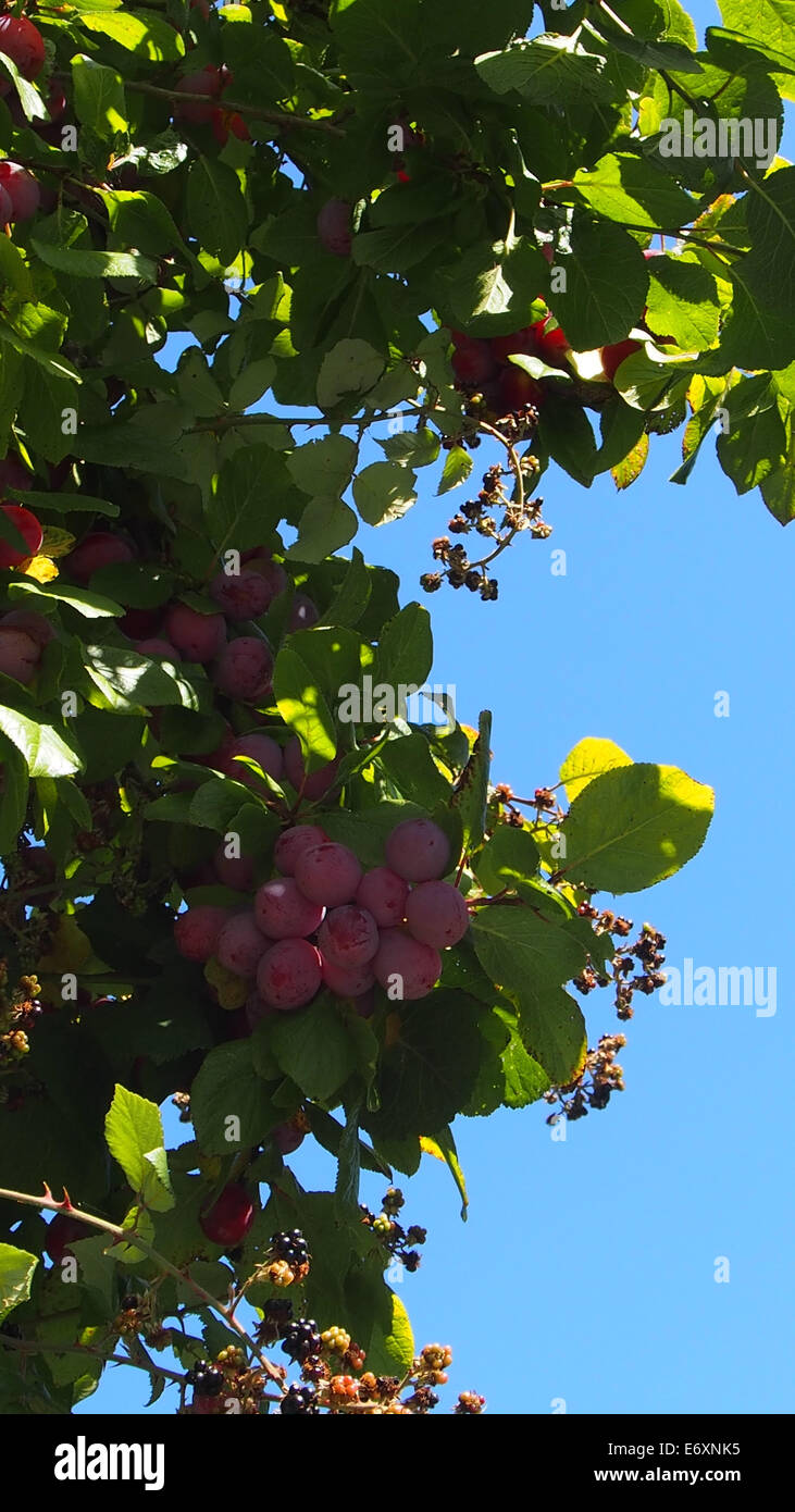 wild plums growing on tree against blue sky Stock Photo