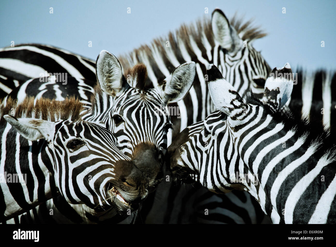 Zebras in East Africa, Africa Stock Photo