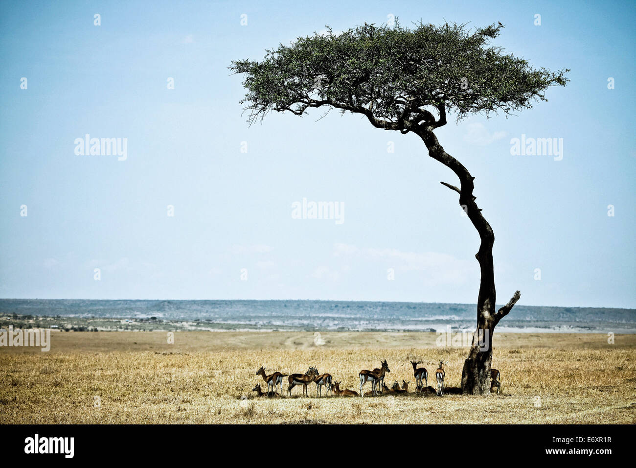 A group of Thomson's gazelles in the shade of an acacia tree, Masai Mara, Kenya, Africa Stock Photo